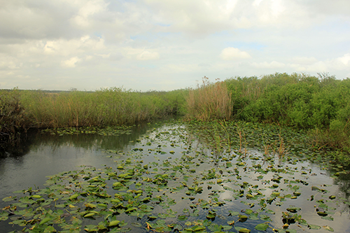 blogimage_Everglades